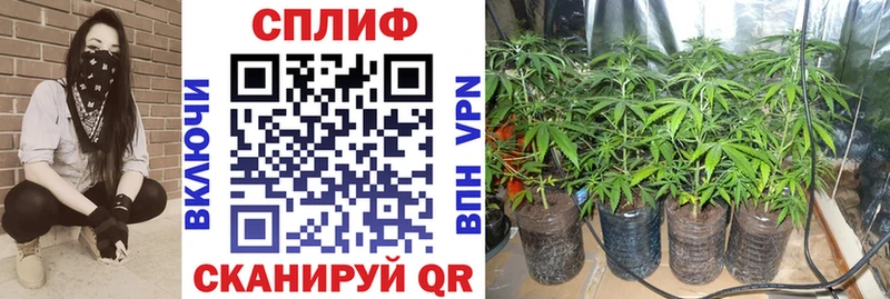 что такое   Камбарка  Канабис семена 